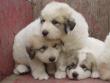 Molly and Baron's Great Pyrenees puppies.