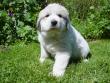 Molly and Baron's Great Pyrenees puppies.