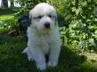 Molly and Baron's Great Pyrenees puppies.