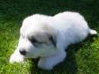 Molly and Baron's Great Pyrenees puppies.