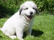 Molly and Baron's Great Pyrenees puppies.