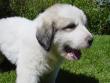 Molly and Baron's Great Pyrenees puppies.