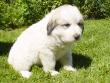 Molly and Baron's Great Pyrenees puppies.