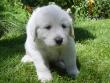 Molly and Baron's Great Pyrenees puppies.