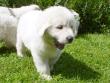 Molly and Baron's Great Pyrenees puppies.