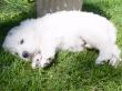 Molly and Baron's Great Pyrenees puppies.