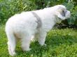 Molly and Baron's Great Pyrenees puppies.