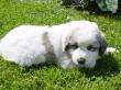 Molly and Baron's Great Pyrenees puppies.