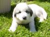 Molly and Baron's Great Pyrenees puppies.