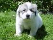 Molly and Baron's Great Pyrenees puppies.