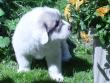 Molly and Baron's Great Pyrenees puppies.