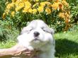 Molly and Baron's Great Pyrenees puppies.