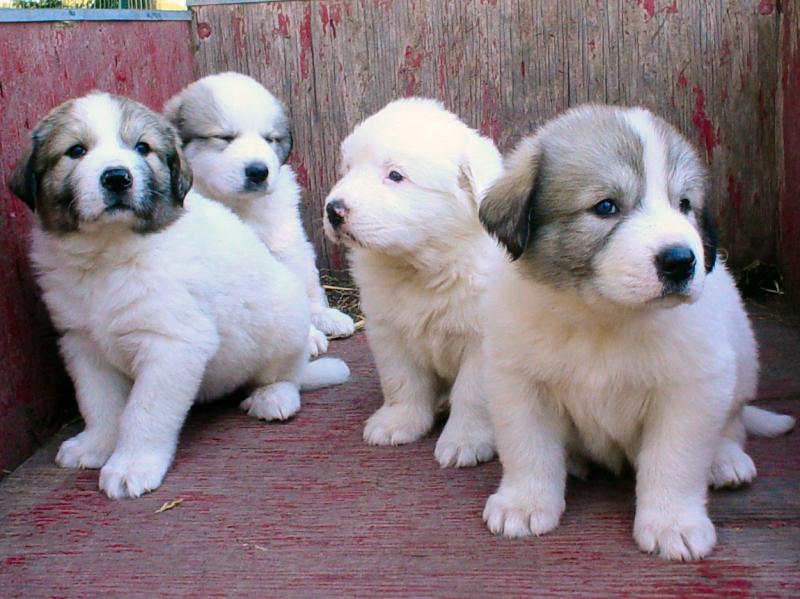 9 week old great pyrenees