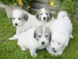 Kodi and Boomer's Great Pyrenees pups - 8/04