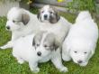 Kodi and Boomer's Great Pyrenees pups - 8/04