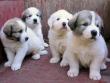 Kodi and Boomer's Great Pyrenees pups - 8/04