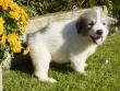 Kodi and Boomer's Great Pyrenees pups - 8/04