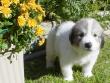 Kodi and Boomer's Great Pyrenees pups - 8/04