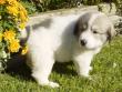 Kodi and Boomer's Great Pyrenees pups - 8/04