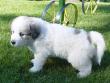 Kodi and Boomer's Great Pyrenees pups - 8/04