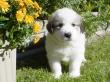 Kodi and Boomer's Great Pyrenees pups - 8/04