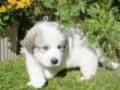 Kodi and Boomer's Great Pyrenees pups - 8/04