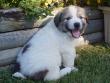 Kodi and Boomer's Great Pyrenees pups - 8/04