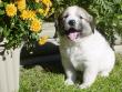 Kodi and Boomer's Great Pyrenees pups - 8/04