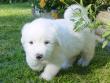 Kodi and Boomer's Great Pyrenees pups - 8/04