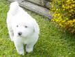 Kodi and Boomer's Great Pyrenees pups - 8/04