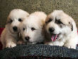 Molly Brown & Baron's pyr puppies - 2/05.