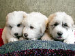Molly Brown & Baron's pyr puppies - 2/05.