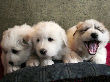 Molly Brown & Baron's pyr puppies - 2/05.