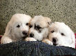 Molly Brown & Baron's pyr puppies - 2/05.