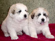 Molly Brown & Baron's pyr puppies - 2/05.