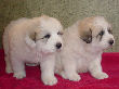 Molly Brown & Baron's pyr puppies - 2/05.