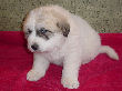 Molly Brown & Baron's pyr puppies - 2/05.