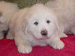 Molly Brown & Baron's pyr puppies - 2/05.