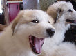 Great Pyrenees pups of Tundra and McKinley Bear.