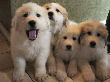 Great Pyrenees pups of Tundra and McKinley Bear.