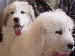 Great Pyrenees pups of Tundra and McKinley Bear.