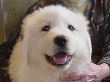 Great Pyrenees pups of Tundra and McKinley Bear.