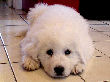 Great Pyrenees pups of Tundra and McKinley Bear.