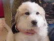 Great Pyrenees pups of Tundra and McKinley Bear.