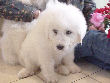 Great Pyrenees pups of Tundra and McKinley Bear.