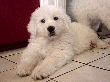 Great Pyrenees pups of Tundra and McKinley Bear.