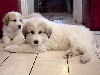 Great Pyrenees pups of Tundra and McKinley Bear.