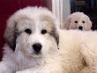 Great Pyrenees pups of Tundra and McKinley Bear.