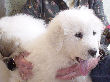 Great Pyrenees pups of Tundra and McKinley Bear.