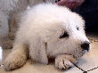 Great Pyrenees pups of Tundra and McKinley Bear.